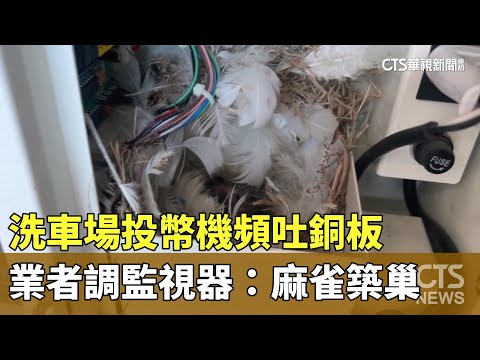 洗車場投幣機頻吐銅板　業者調監視器：麻雀築巢