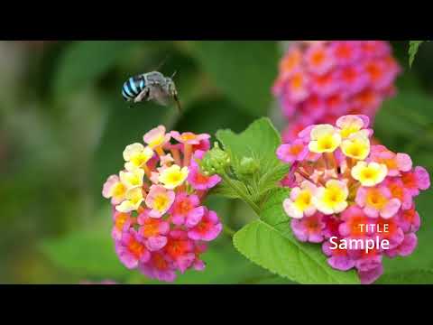 アオスジコシブトハナバチ（雲南省）