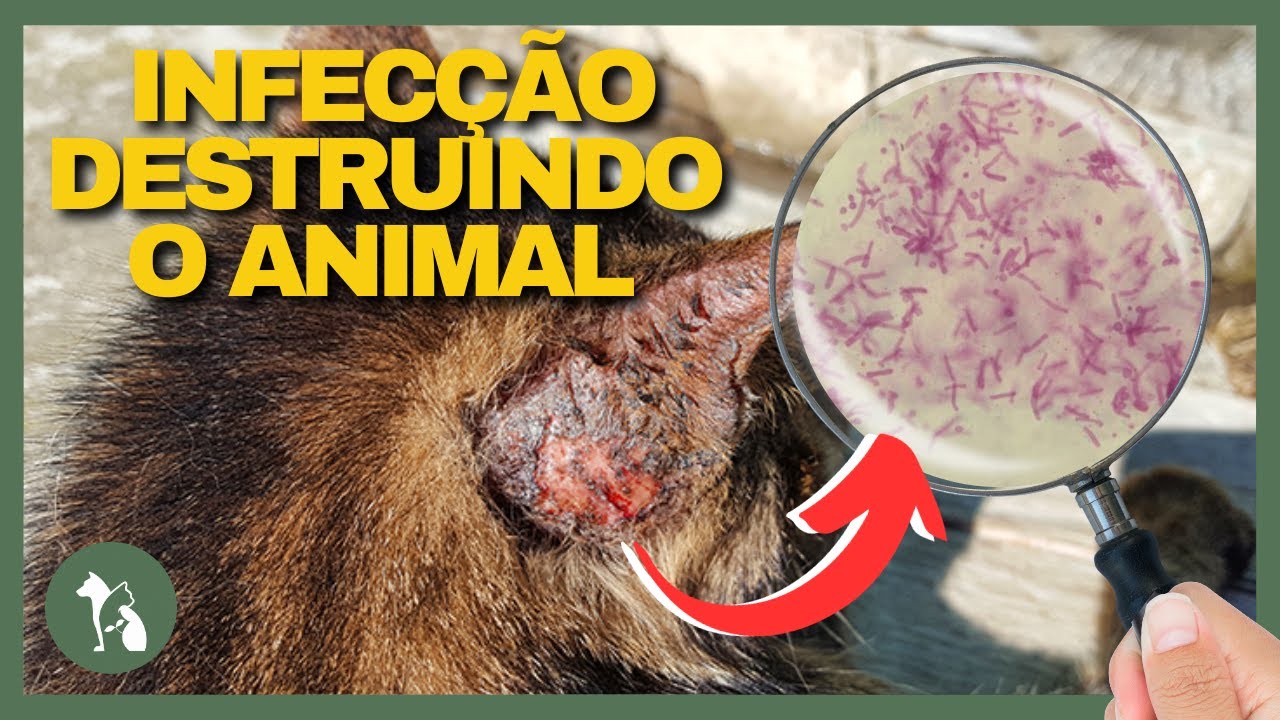 TENHA EM CASA A PLANTA Que Auxilia seu Cachorro e Gato em Infecções. Orégano para Cães e Gatos.