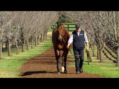 All Too Hard - Vinery Stallion Parade steadicam 2014
