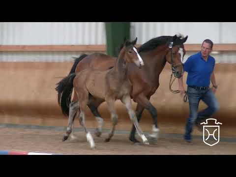 OH026 Hengstfohlen von Balous Bellini - Alboretto - Contender