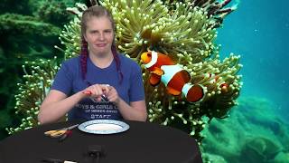 BOYS AND GIRLS CLUB Submarine