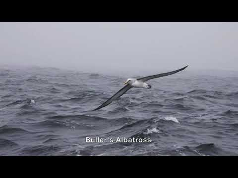 Birding Chile from Santiago to  Patagonia.2022