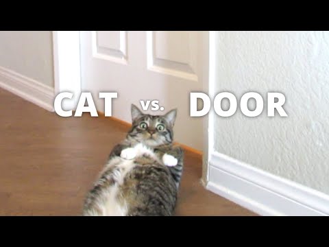 CAT vs. CLOSED DOOR
