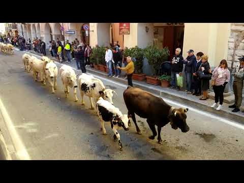 LA TRANSUMANZA DI MUCCHE ALLA FIERA DI S.LUCA A DEMONTE (CN) 8 - 10 - 2017