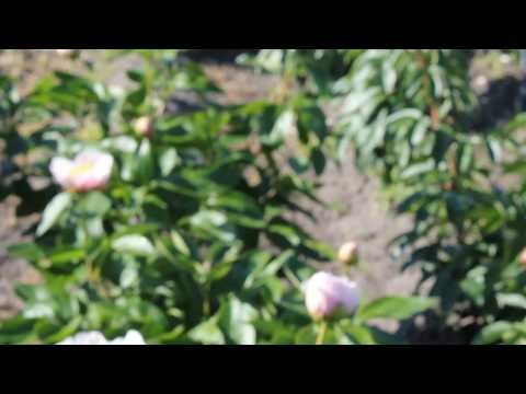 Requiem 2017 05 26 1