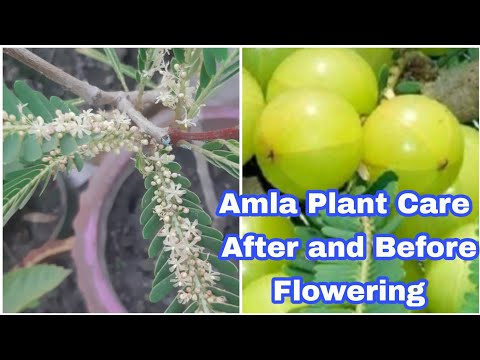 271.Amla Plants Care After and Before Flowering|Amla Plant Care and Fertilizer Tips for more Fruting