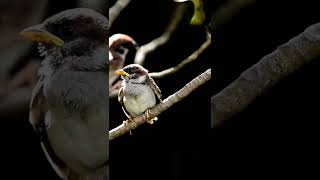 Download lagu BURUNG GEREJA MELOLOH ANAKNYA DI ALAM LIAR#shorts mp3