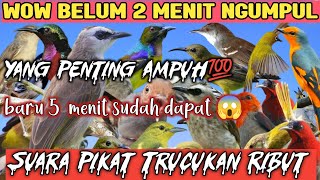 Download lagu Suara Pikat Trucukan Ribut Kombinasi Burcil  Paling Ampuh‼️Baru Hitungan Menit Sudah Dapat mp3 Download lagu Suara Pikat Trucukan Ribut Kombinasi Burcil  Paling Ampuh‼️Baru Hitungan Menit Sudah Dapat mp3