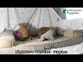 Miniature Pinscher dogs for sale: Nutmeg - Video 1