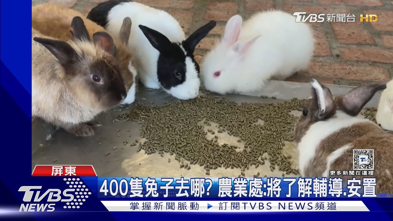 收養400隻棄養兔子！半年遭檢舉3次　餐廳業者怒喊：不養了