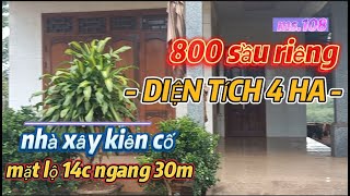 Biến vườn sầu riêng thường thành sầu riêng Thái ở Đức Mạnh