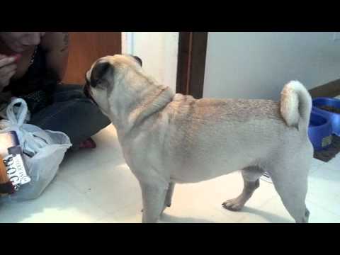 Drop it low pug