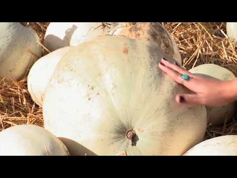 download lagu mp3 mp4 Casper Pumpkin Seeds, download lagu Casper Pumpkin Seeds gratis, unduh video klip Casper Pumpkin Seeds