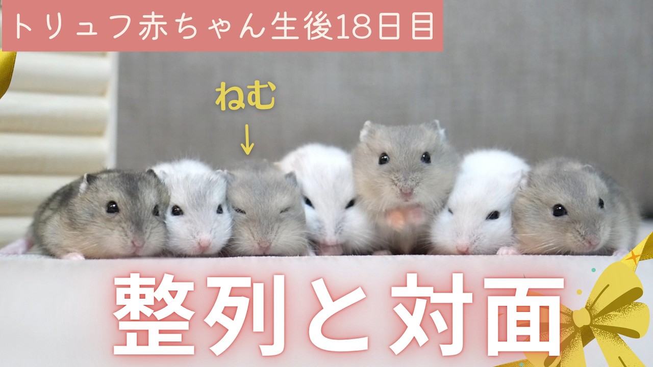 【トリュフ赤ちゃん】パパやおじさんたちとご対面！整列しまくり、砂場でぎゅうぎゅうな赤ちゃんたち（生後18日目）～ジャンガリアンハムスター
