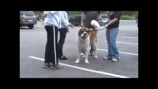 preview picture of video '155lb St. Bernard with dog issues'
