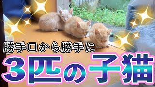 Subtítulos: "Slept"Lo que entendí: "A mimir" - 【続・帰らない子猫】お友達も連れて来ました Kitten who brought a friend