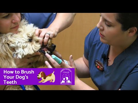Brushing Your Dog's Teeth