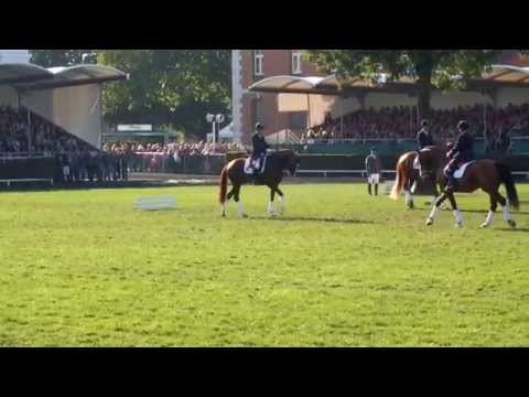 Bewährte Hengste - Hengstparade Landgestüt Celle 03.10.2015