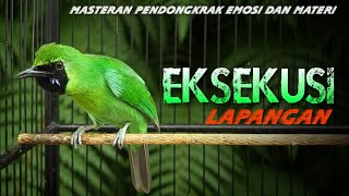 Download lagu 🔴EKSEKUSI LAPANGAN‼️MASTERAN CUCAK IJO GACOR JAMTROK FULL TEMBAKAN NGERI mp3