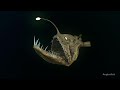 The Ugliest Angler Fish Attacks A Shrimp Very Rare Footage 2021