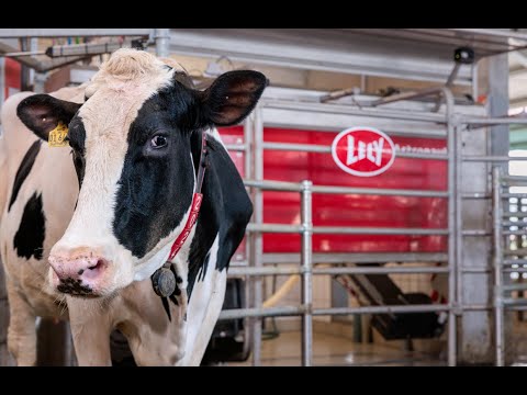 The next step in milking - automatic milking robot - Lely Astronaut A5 Next