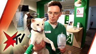 Tiernotärzte im Einsatz: Lebensretter für Hund, Katze & Co. | stern TV