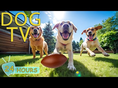 DOG TV for Dogs to Watch: Best Videos Anti-Anxiety for Dogs When Home Alone All Day - Music for Dogs
