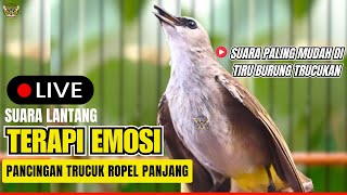 Download lagu Masteran Trucukan Gacor TERBAIK Tarung Ropel Panjang | Ampuh Untuk Pancingan Trucuk Agar Bunyi Nyaut mp3