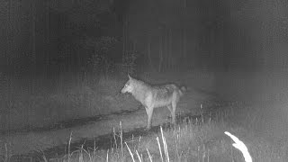 preview picture of video 'wolf sighting on mainstreet tofield'