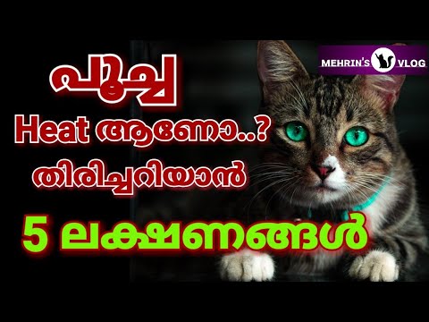 Cat Heat Signs And Symptoms Malayalam | പൂച്ച Heat ആണോ അറിയാൻ 5 വഴികൾ #Mehrinscatvlog