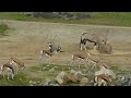 Springbok And Gemsbok At The San Diego Zoo Safari Park January 2023