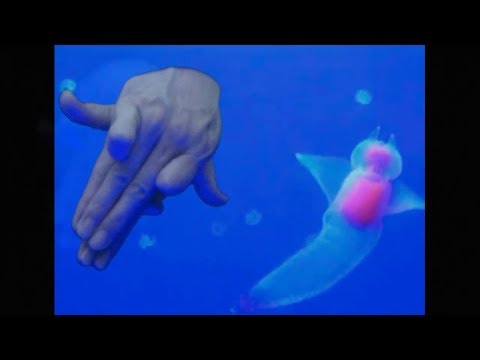 Finger Dance Aquarium - フィンガーダンス水族館