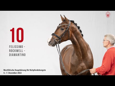Westfälische Hauptkörung 2022 Reitpferde: Kat.Nr. 10 Felissimo  -  Rockwell  -  Diamantino