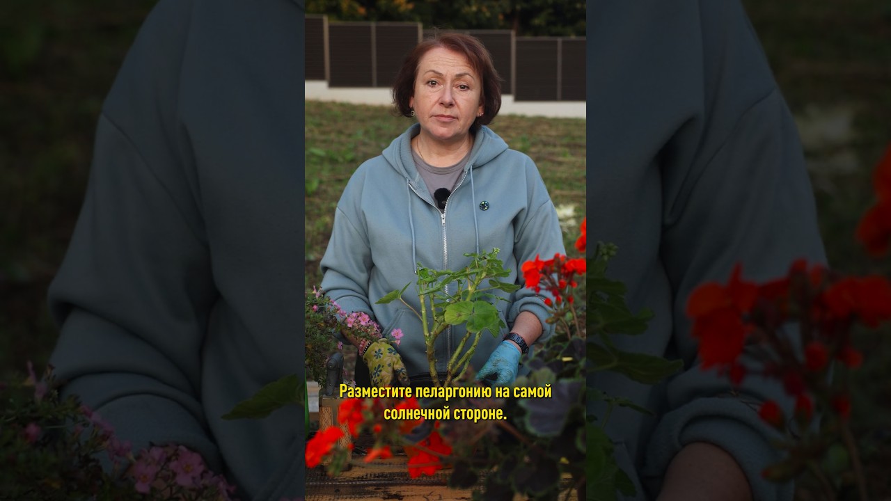 Хотите пышную здоровую пеларгонию? Тогда успейте сделать так прямо сейчас!