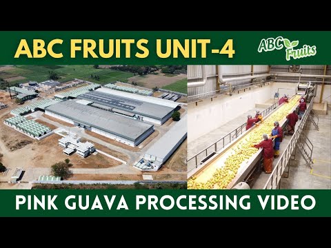 Introducing ABC Fruits Unit-4, India: Pink Guava Processing
