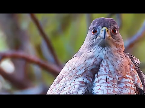 Cooper's Hawk Master Of The Woods