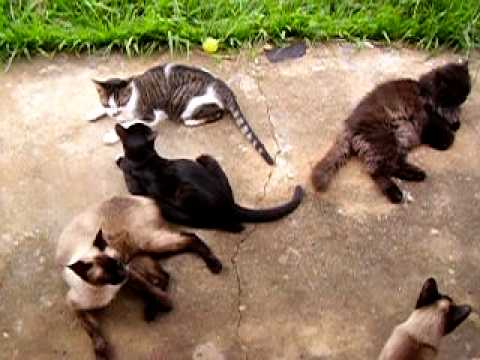 Gatos5.MOV