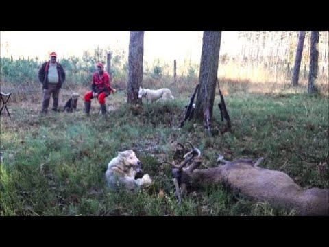 Spotkałem Myśliwych - odcinek  364 Polowanie zbiorowe w KŁ ,,Darz Bór'' Radymno