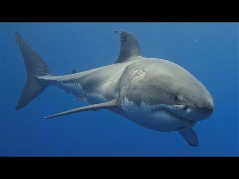 サメの完全ガイド – 知っておくべきことすべて