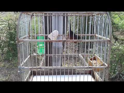 Picolette Guyane c'est pié locale .c un bon en 0110 2020.