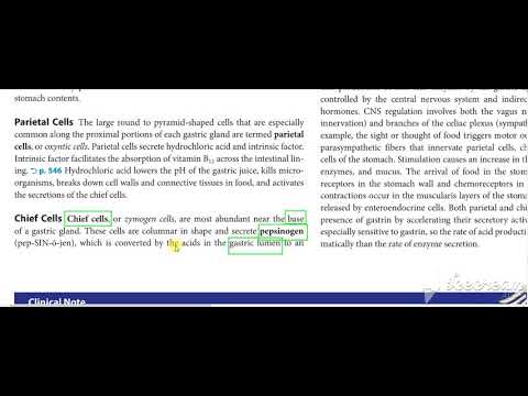 Gastric wall histology 5