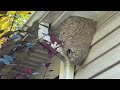 A Large Nest of Bald-Faced Hornets on the Soffit in Metuchen, NJ