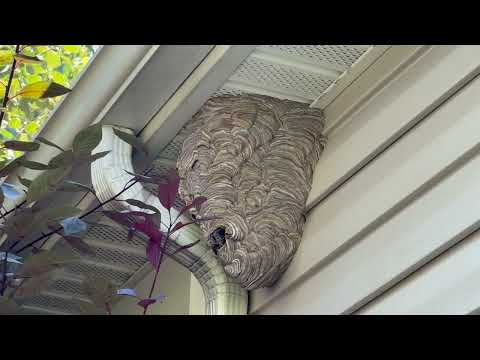 A Large Nest of Bald-Faced Hornets on the Soffit in Metuchen, NJ