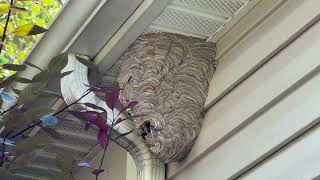 Watch video: A Large Nest of Bald-Faced Hornets on the Soffit in Metuchen, NJ