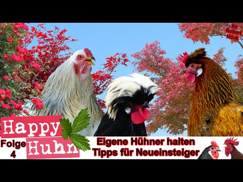 , title : 'E4 Eigene Hühner halten - 10 Tipps für Neueinsteiger bei HAPPY HUHN - Hühnerhaltung für Anfänger'