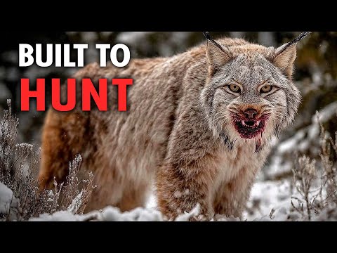 Cute but DEADLY: Don't Be Fooled by These 10 Tiny Cats | Documentary