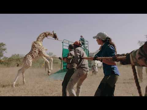 Operation Sahel Giraffe - Capture