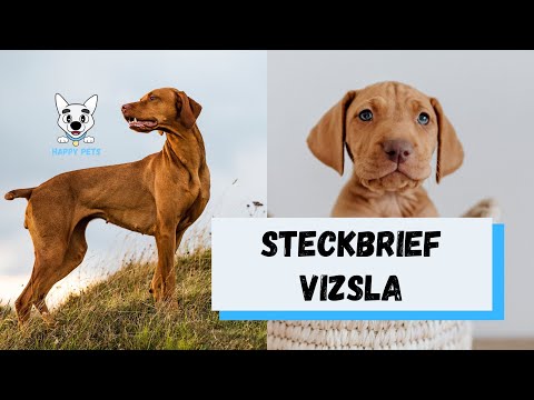 Magyar Vizsla - Steckbrief über #vizsla​​ Charakter, Aussehen, Alltagsleben, Futter, Anschaffung