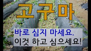 고구마순 바로 심지 마세요. 이것 하고 심으세요! # 주말농장 고구마심기. # 고구마 가꾸기
